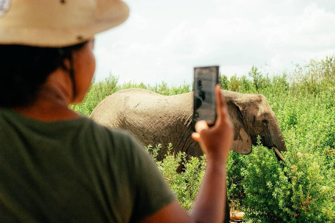 Elephant encounter